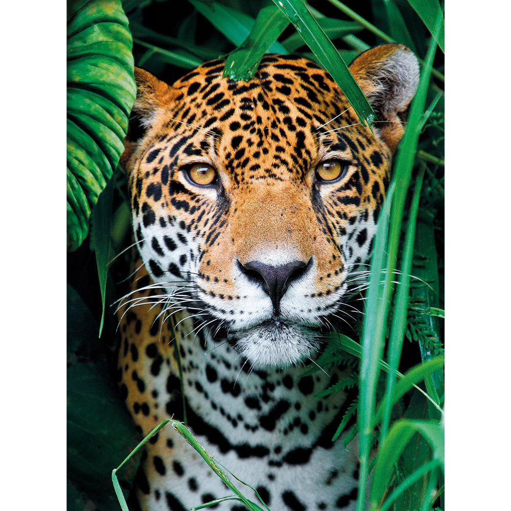 CLEMENTONI 500ч. Пъзел Jaguar in the Jungle